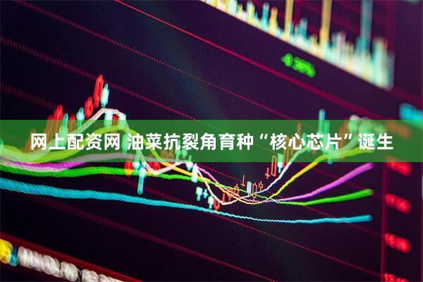 网上配资网 油菜抗裂角育种“核心芯片”诞生